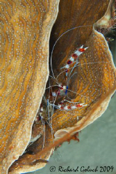 Banded Coral Shrimp inside Barrel Sponge-Bonaire 2009 by Richard Goluch 